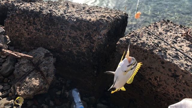 Какую рыбу можно поймать в Красном море?