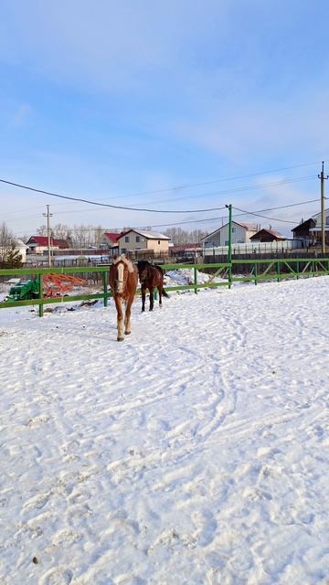 Аквилон - "Сначала искупаюсь в снегу, потом откушу Касперу голову, потом плетью его"