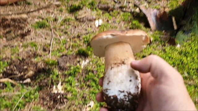 Houby 2021 - 🍄Křemenáče útočí..🍄🌲🌳