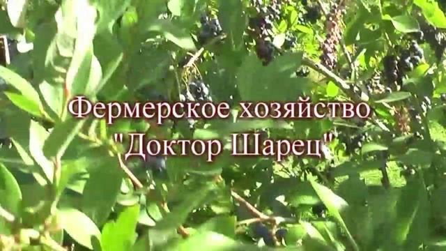 Почему у голубики краснеют листья