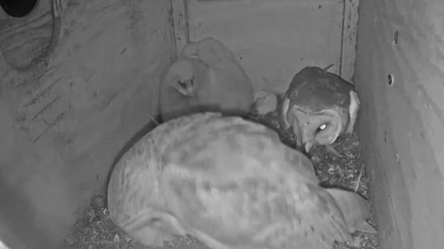 Teco swipes Mouse + Val snatches it away  2.23.20  4:34-4:43 am