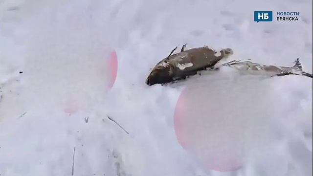 На озере Орлик в Брянске погибло много рыбы