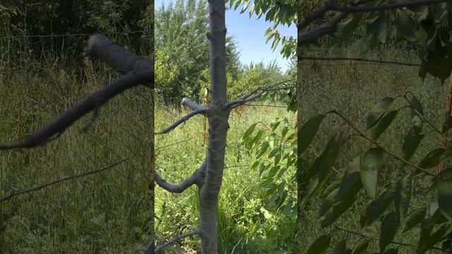 Агробизнеста сорт тандода адашпагыла
