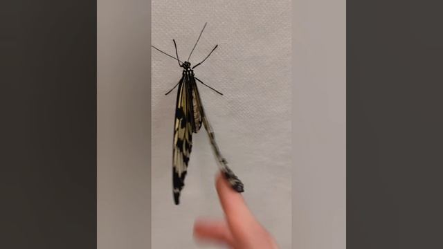 парк бабочек🦋