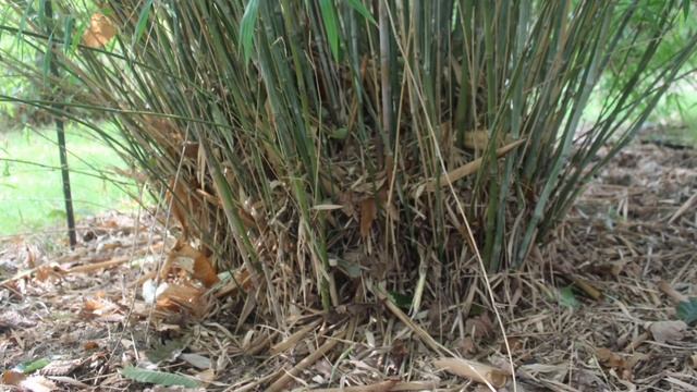 How to Propagate Clumping Bamboo Himalayacalamus porcatus [also called the Himalayan Bamboo]
