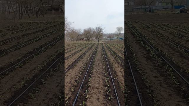 ВІДЕО #90. ВИСАДКА РАННЬОЇ КАПУСТИ КАПІТАЛ У ВІДКРИТИЙ ҐРУНТ.