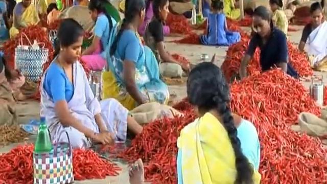 THE POWER OF CHILLIES |  ITVS International