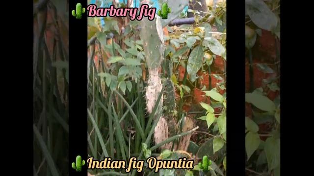 Opuntia ficus-indica🌵| Prickly Pear | Nag Phani | Barbary fig | Deshmukh Udyan, Ambernath