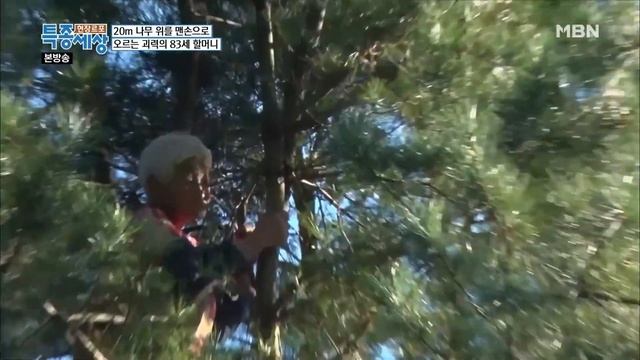 [특종세상] 20m 나무에 계속 오르겠다는 83세 할머니 vs 더 이상은 안된다는 가족 MBN 181005 방송 (#2/2)