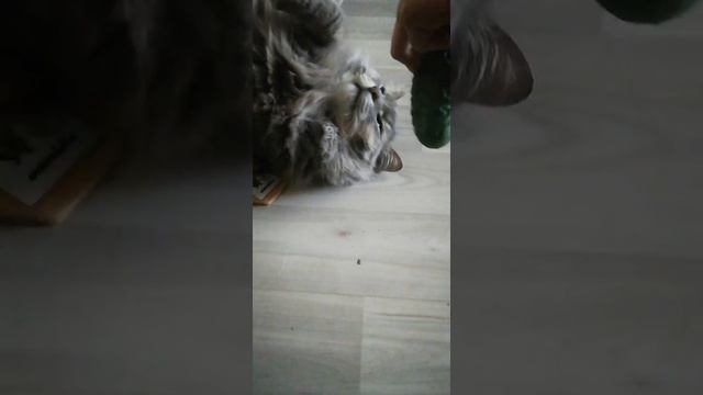 Коты не боятся огурцов