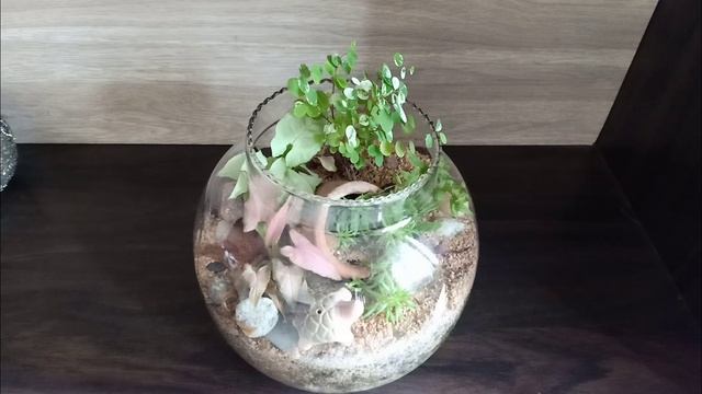 Watering Terrarium Plants properly without killing it || Nursery Tour