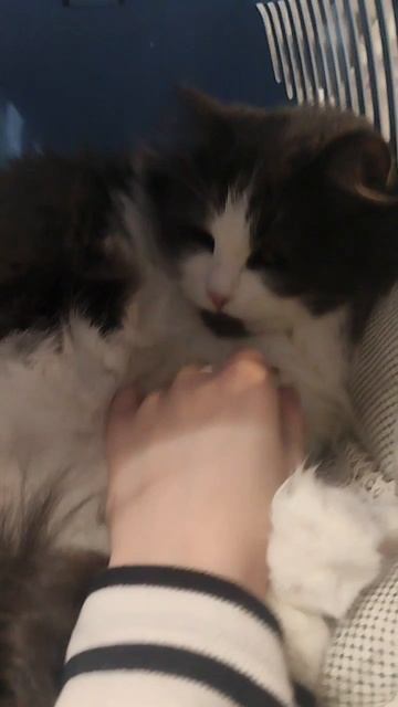 Как войти в кошкин дом? 🐱😺😺 🏠🏡🏨