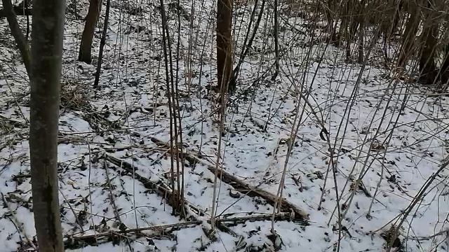 Усадьба Парк Ляхово.16.02.2025.Домодедово.Центр деревни. Ликвидация аварийных деревьев,вет.Обзор №2.