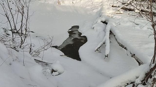 На зимней реке. Волкособ. Гибрид канадского волка и лайки.