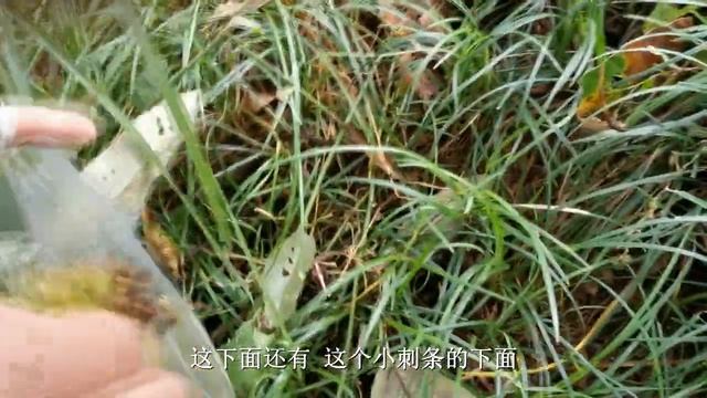 天气大好，九九带儿子上山摘板栗，满地的野生板栗，看着都满足！【湘西九九美食】