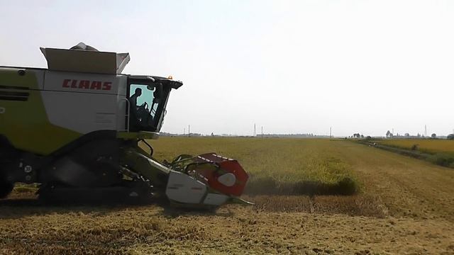 Claas Lexion 770 mietitura riso / rice harvest 10/09/2016