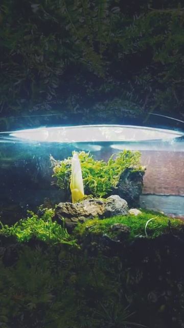 Чудесные композиции в mossarium. Great mossarium with light