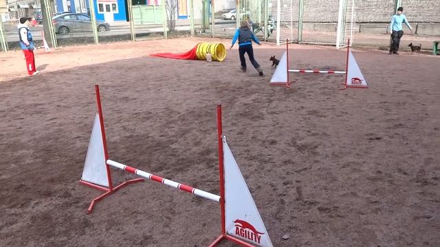 Невский Цербер Грейн Монтегю. 14 мес. 2015.04.05. На занятиях по аджилити.