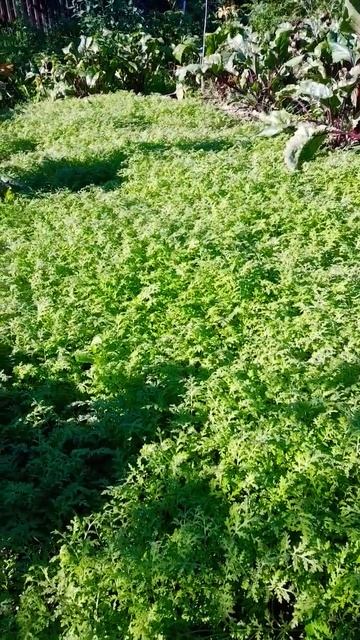 Коврик із Фацелії #дачасадгород #коротківідео