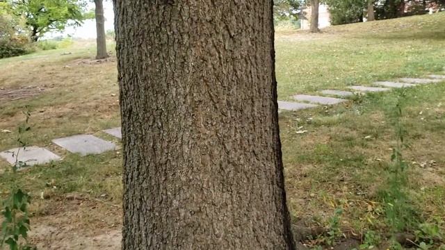 ID That Tree: Scarlet Oak