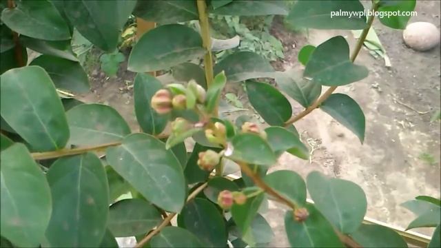 Lagerstroemia indica bez południa