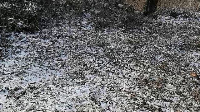Усадьба Парк Ляхово.16.02.2025.Домодедово.Центр деревни. Ликвидация аварийных деревьев,вет.Обзор №1