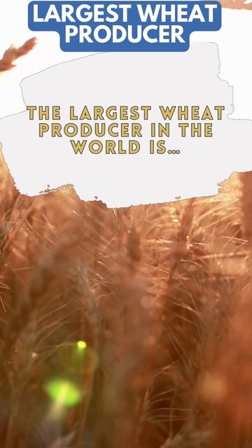 LARGEST WHEAT PRODUCER?? #shorts #curiosities [60]