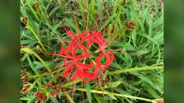 Higanbana  Red Spider Lily Rosarote Spinnenlilie