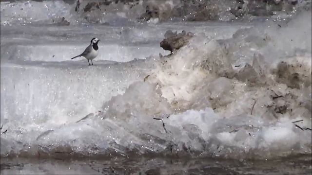 Лёд тронулся (720p)