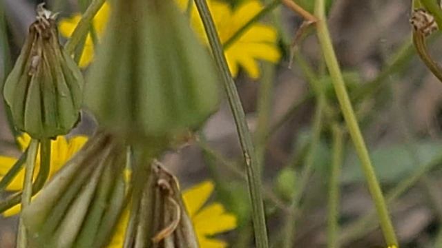ניסנית ארץ ישראלית ریش قوش Crepis palaestina