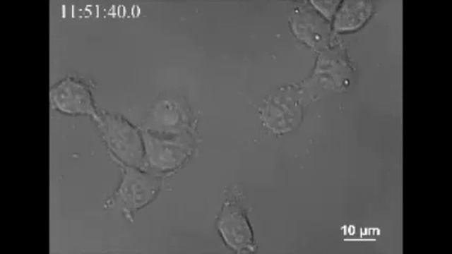 Phosphorylation of Nonmuscle myosin II-A regulatory light chain resists Sendai virus fusion...