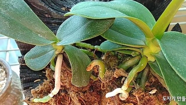다육이 천연칼슘 액비타서 저면관수로 물주기 Succulent plant water cycle