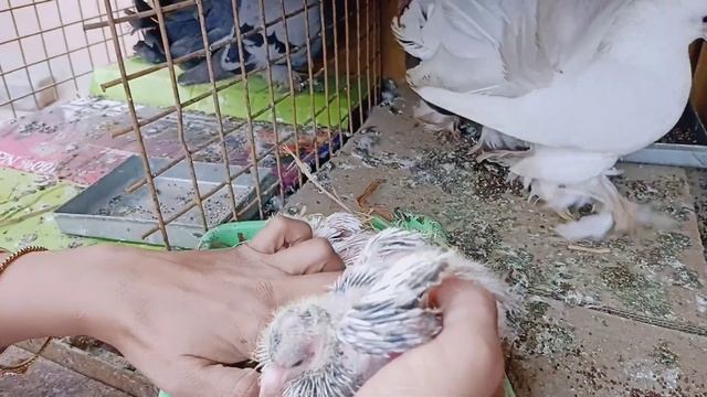 Pegions chick cute family on my farm