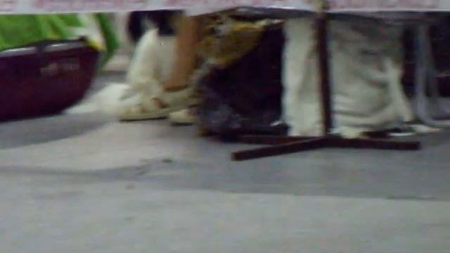 Special Papillon Show SPb 300613 males