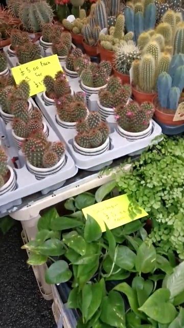 Лондон. Кактусы. Пеларгонии. Азалия. Маркет. London. Cacti.  Pelargoniums. Azalea.  Market.