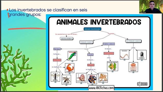 Los animales invertebrados