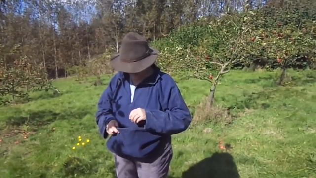 Apple variety Lord Lambourne, a reliable fruit for the backyard orchard