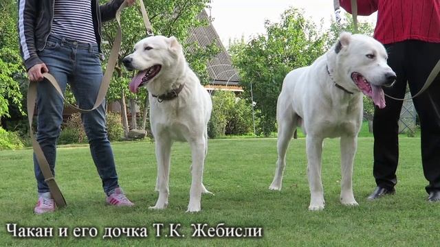 Чакан и его дочка Бесси, 2018 г. #алабай #туркменскийволкодав #питомниксао #туркменкала #волкодав