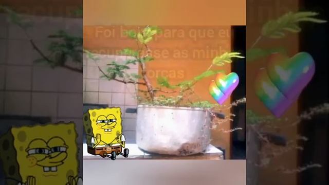 Leucena . Um pouco dessa jornada  desde quando chegou ainda pequena .