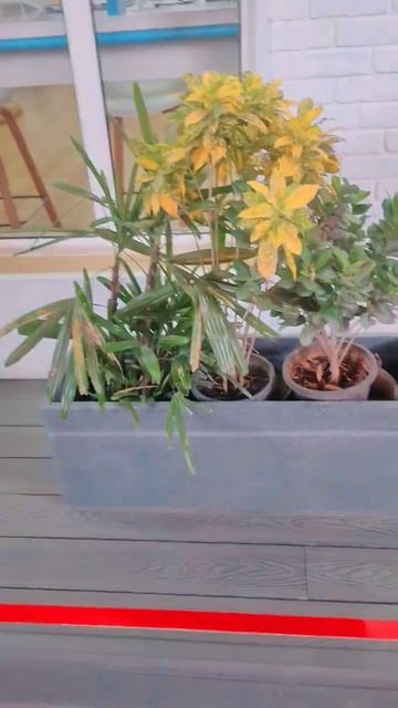 croton plant indoor plants #foryou #gurgram #shortvideo #youtubeshorts #subscribe G20 India 2023