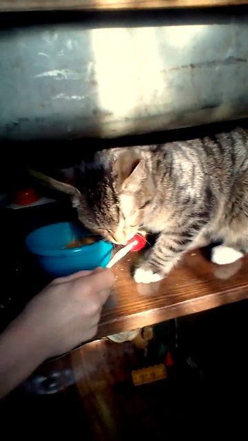 Кошкин Чупа чупс
