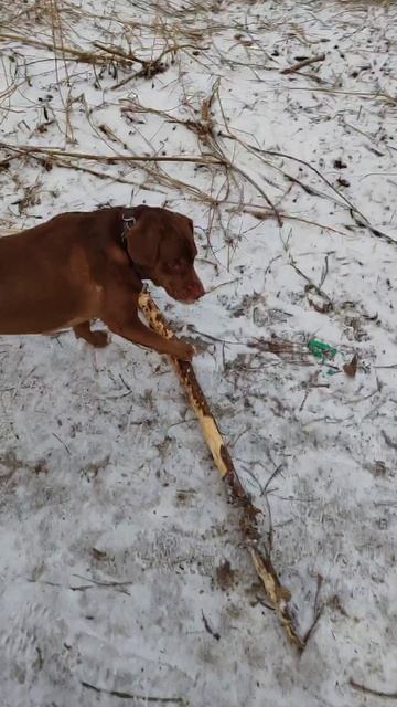 #Чарли_Шарик. Шереметьевский приют.