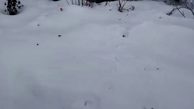 Зимние зарисовки