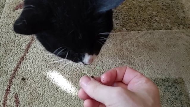 Nip