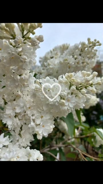 Апрельская сирень♡