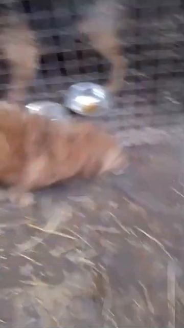 Эмбер ищет Дом! .mp4