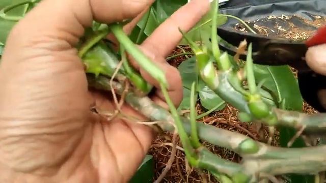 How To Grow&Care Philodendron Burle Marx