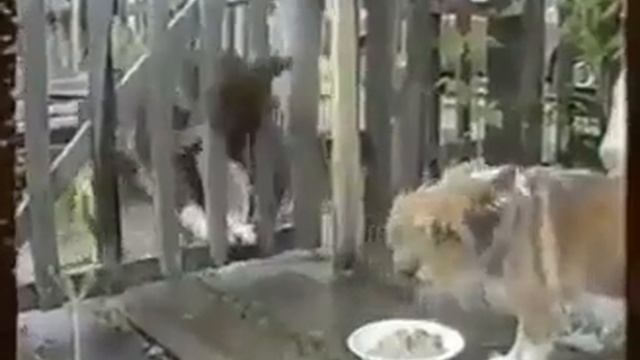 РЖАЛ ДО СЛЁЗ!!!! смотрите до конца!!!