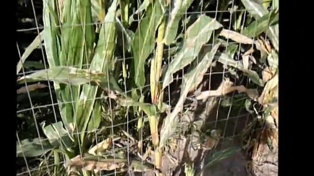 How Many Ears of Corn does one Stalk Produce?  Fun Food Trivia from Plants-Rule