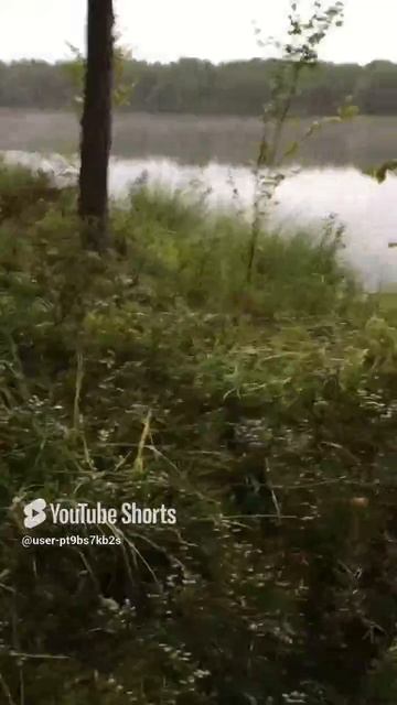 Субботнее утро, Гдовский район#Saturday morning, Gdovsky district #sorts#Лес#forest